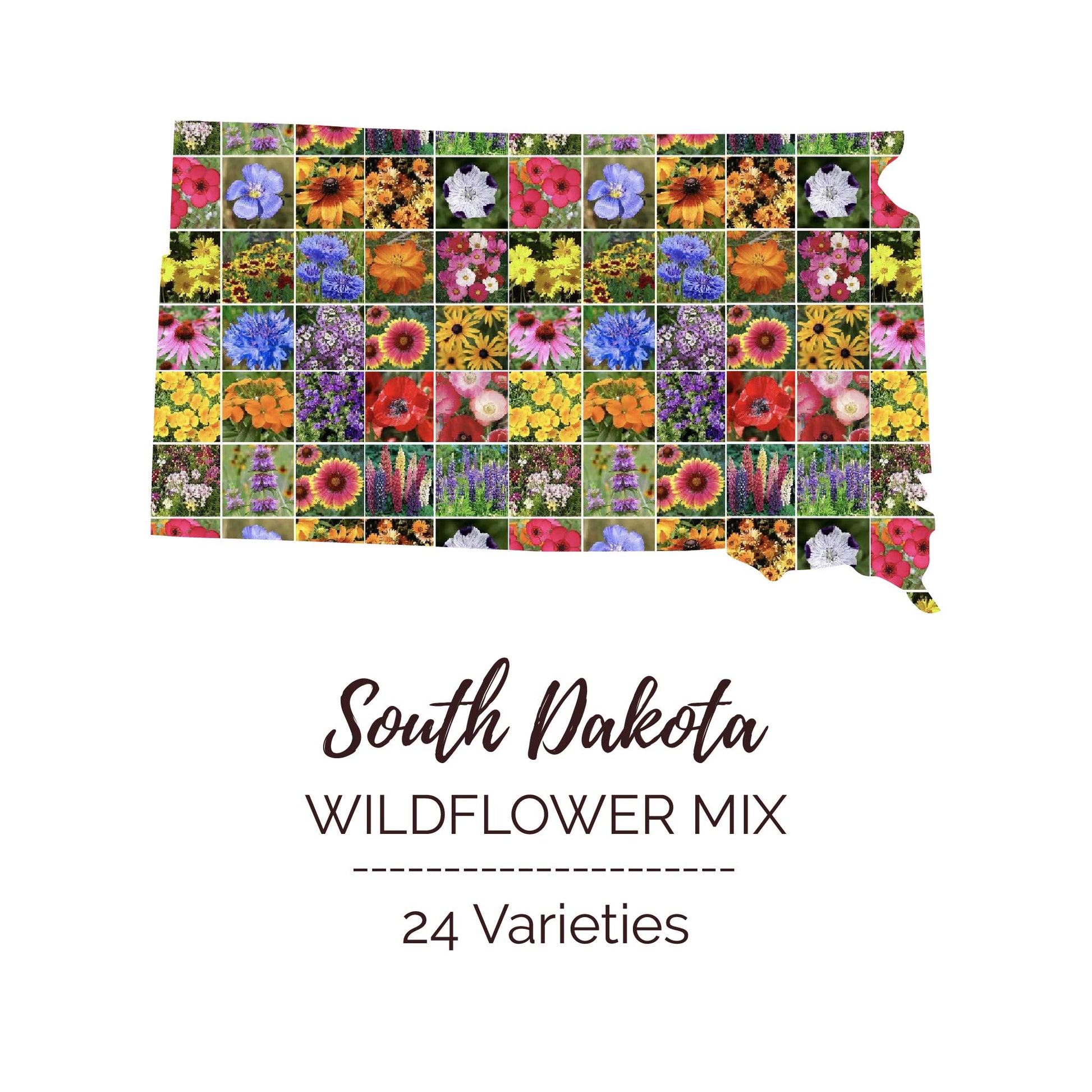 south florida wildflower seeds South Dakota Wildflower Seed Mix