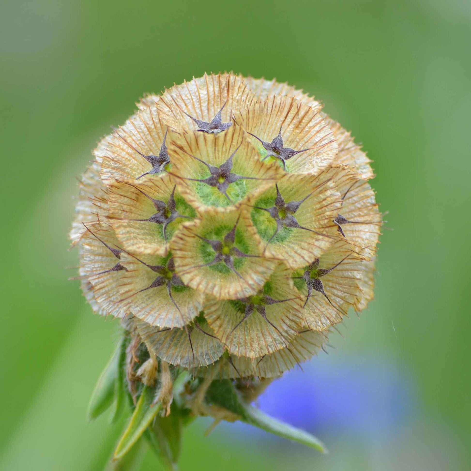 star flower seeds Bulk Starflower Seeds Packet