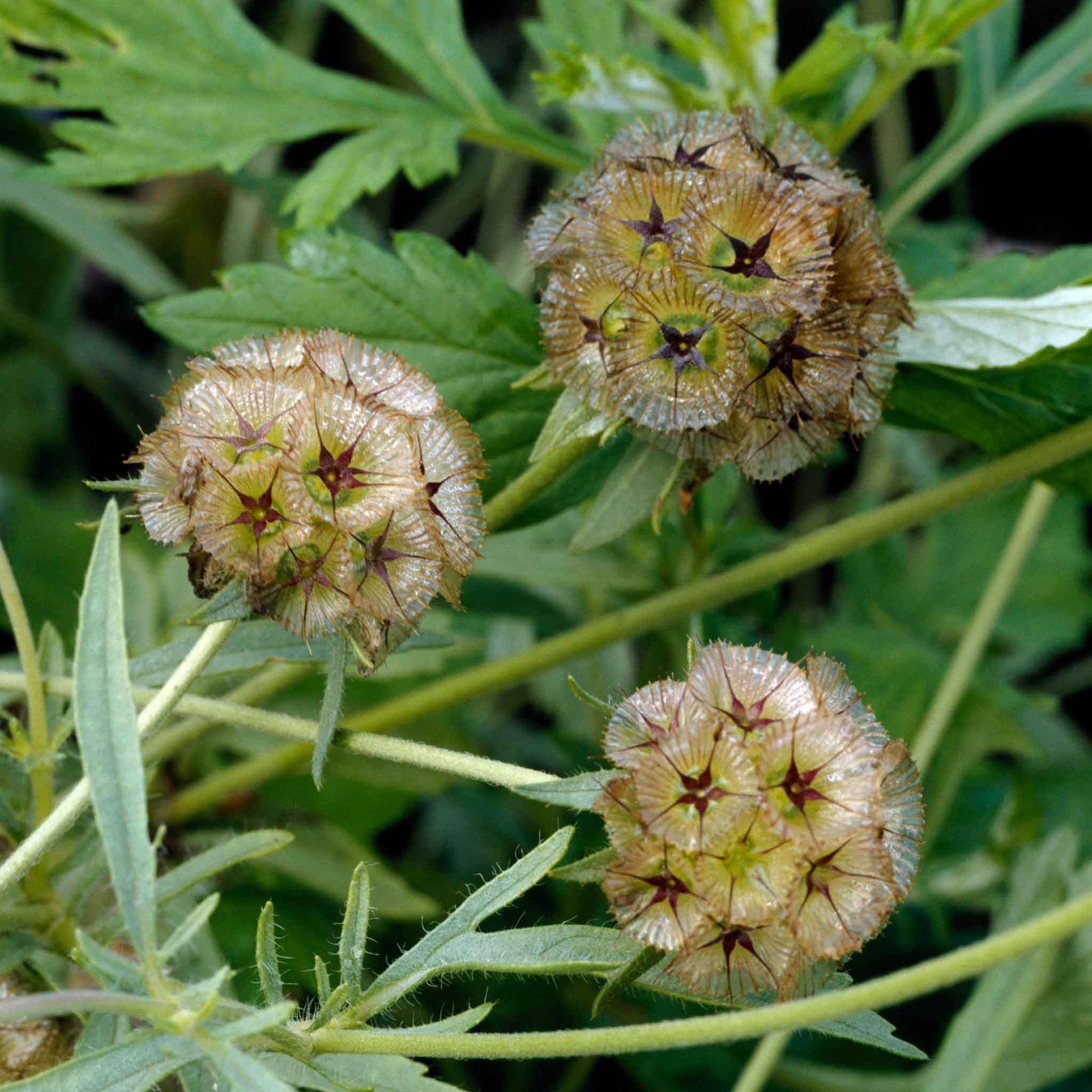 star flower seeds Bulk Starflower Seeds Packet
