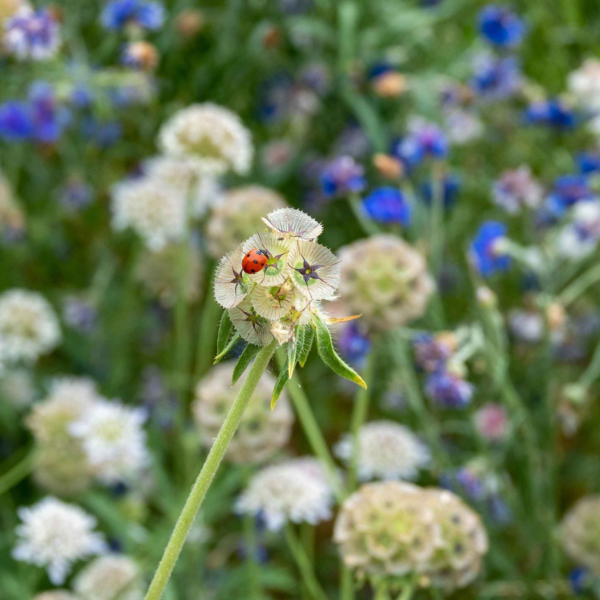 star flower seeds Bulk Starflower Seeds Packet