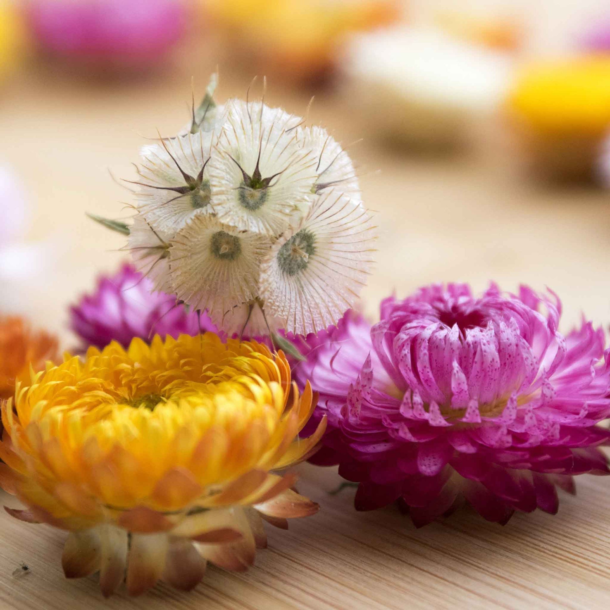 star flower seeds Bulk Starflower Seeds Packet