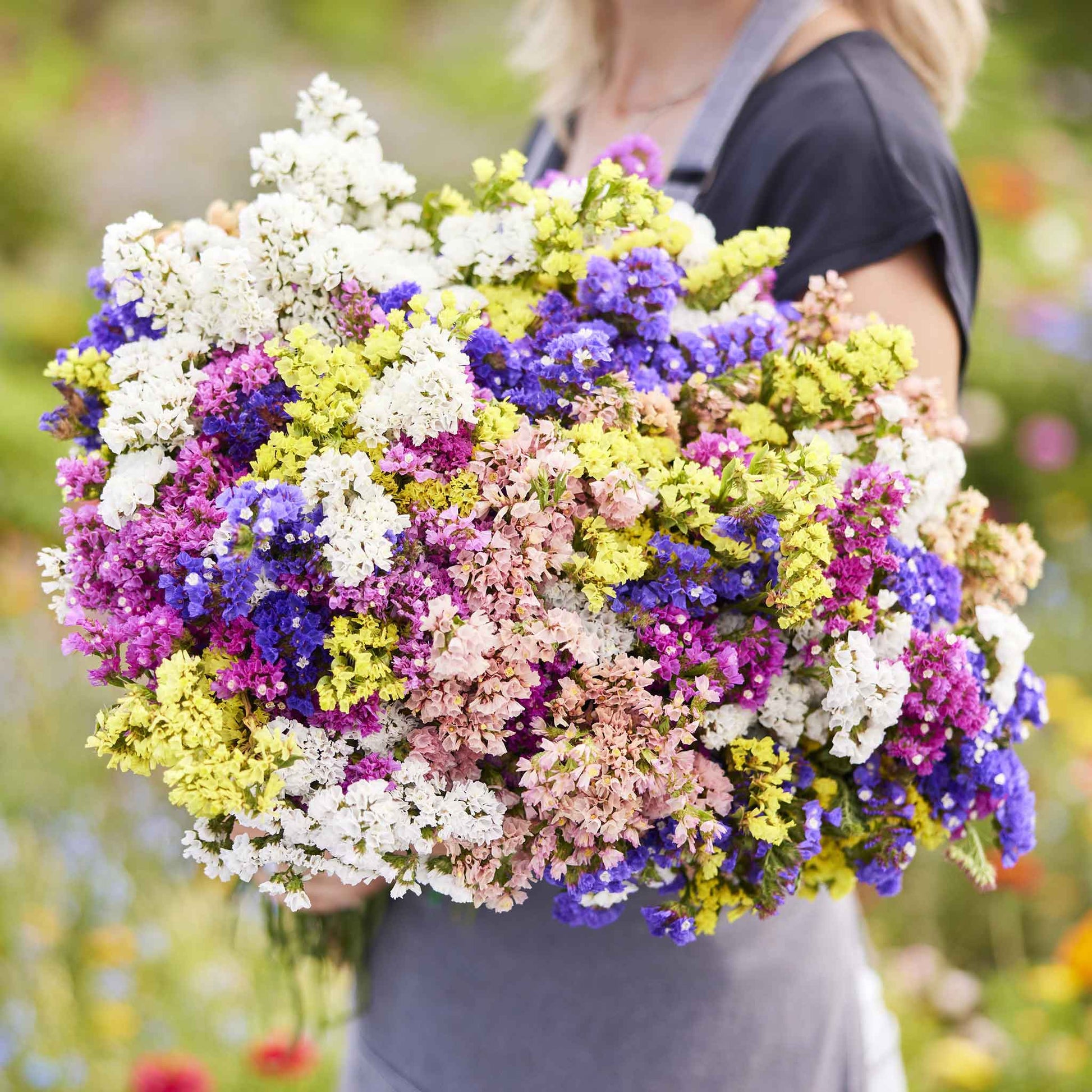 status flower seeds Bulk Statice Seeds - Pacific Mix