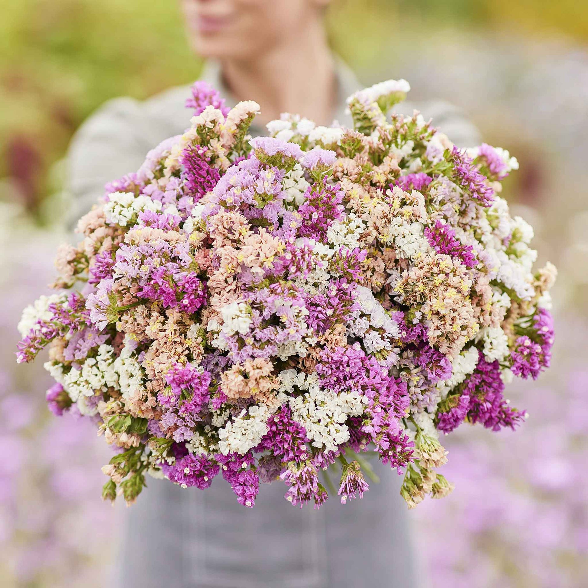mixed flower seeds in bulk Bulk Statice Seeds - Pastel Mix | Flower Seeds