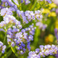 Close-up of blue statice flowers with a blurred green and yellow background