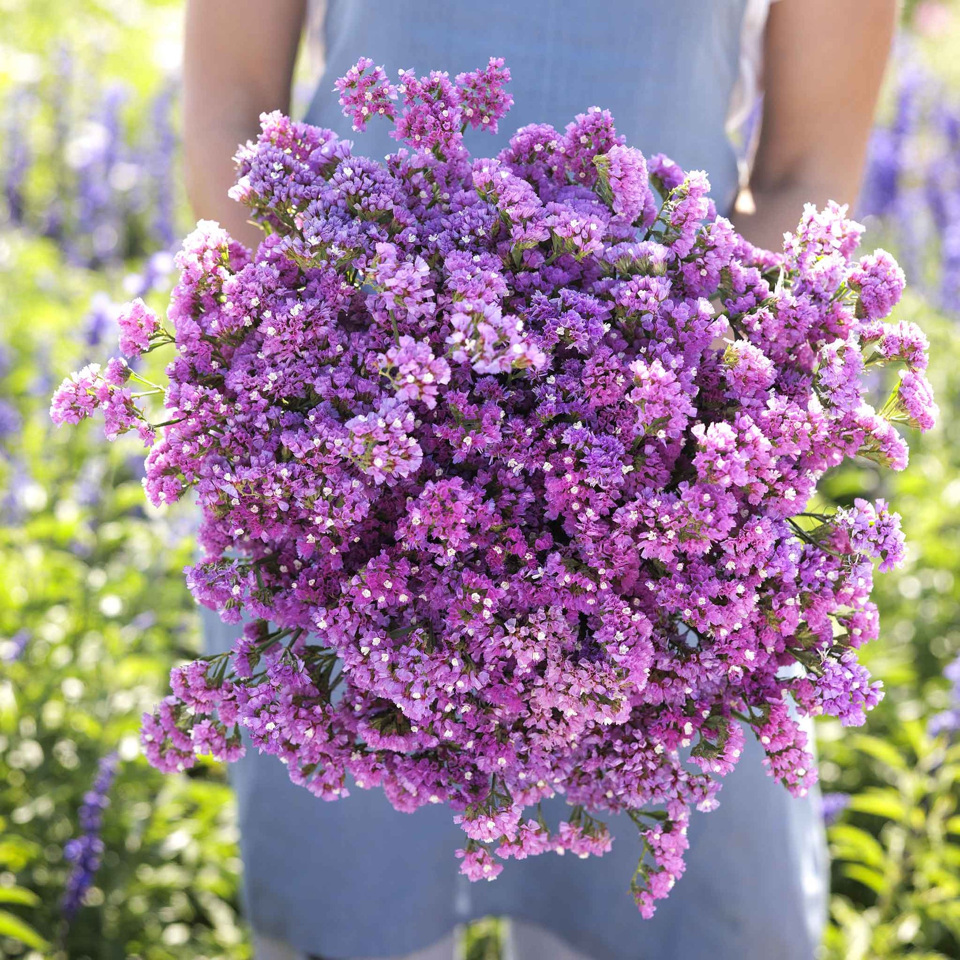 status flower seeds Bulk Statice Seeds - Seeker Rose Shades