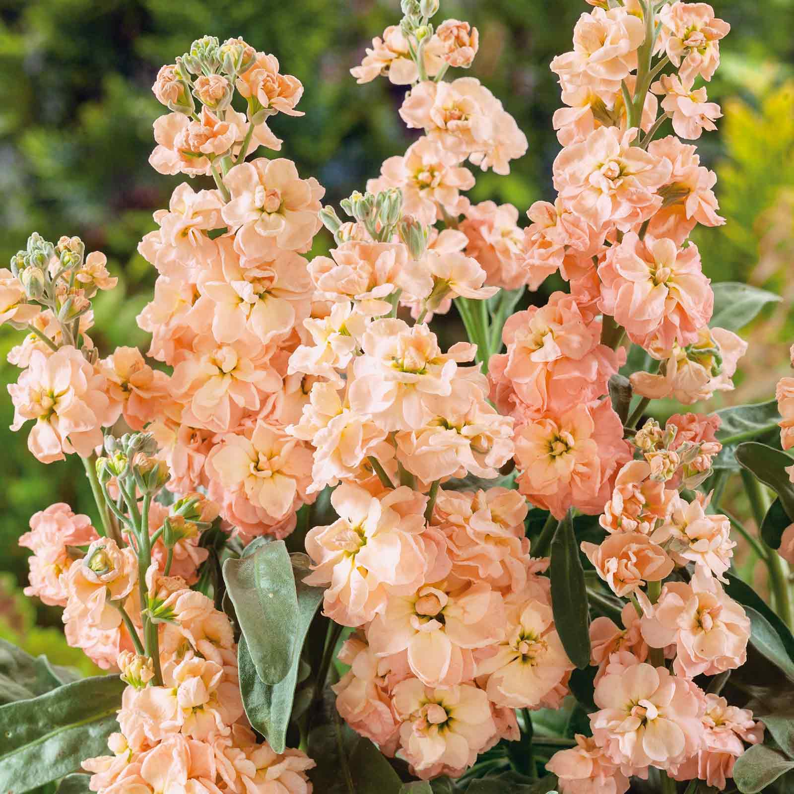 apricot seeds for planting Stock Seeds - Apricot | Flower Seeds