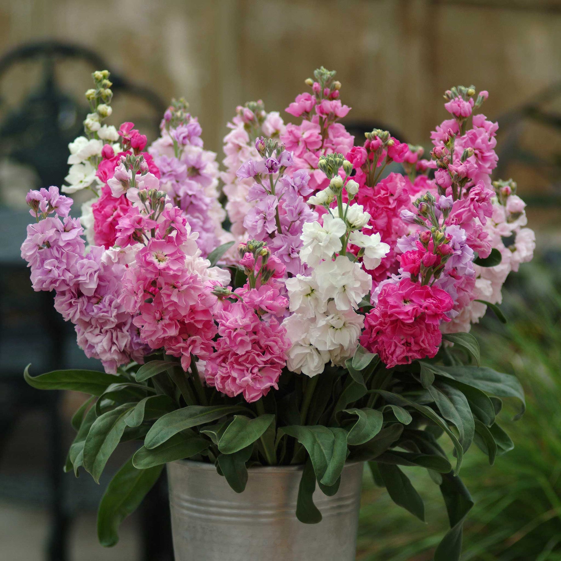 stock flower seeds for sale Bulk Stock Seeds - Katz Pink Mix | Flower Seeds in Packets & Bulk