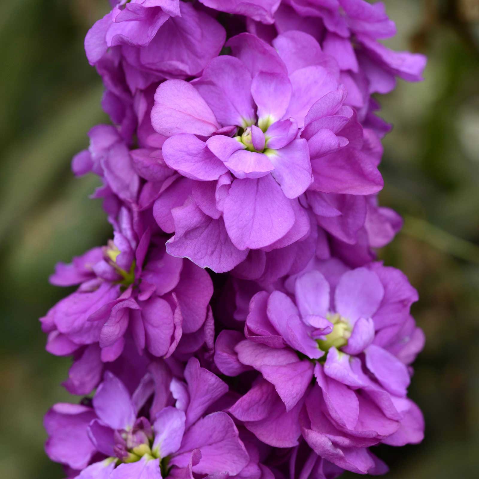 miracle grow wildflower seeds Bulk Stock Seeds