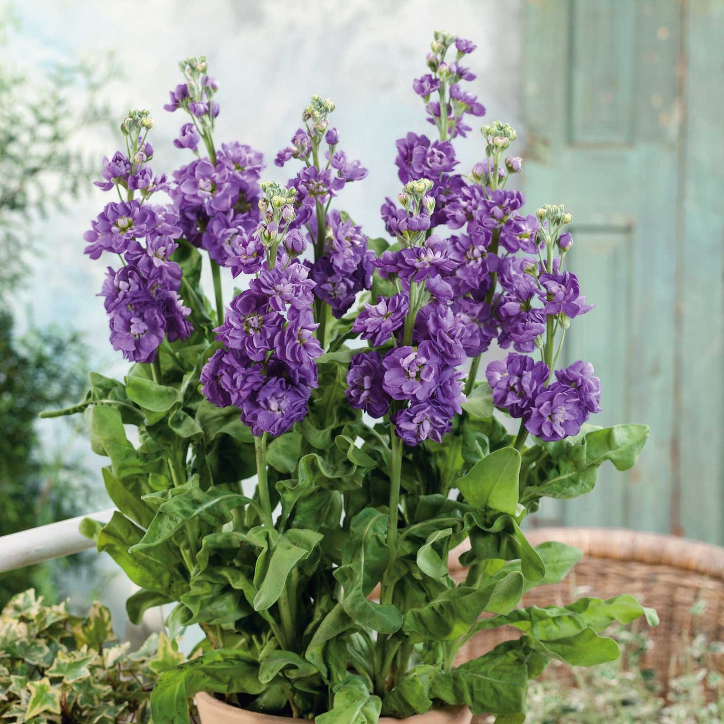 stock flower seeds for sale Bulk Stock Seeds
