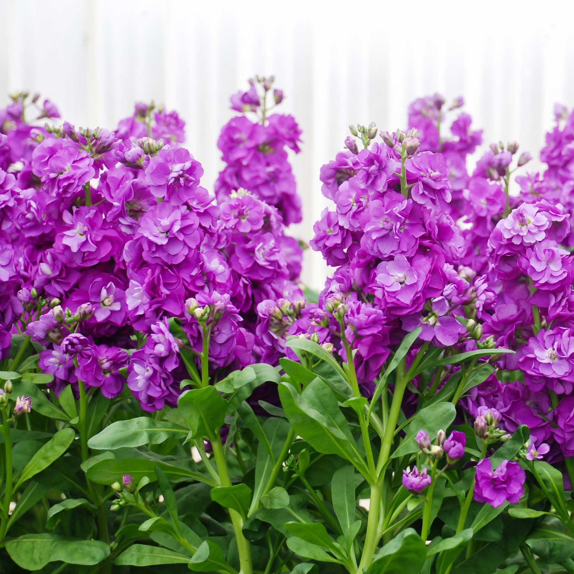 miracle grow wildflower seeds Bulk Stock Seeds