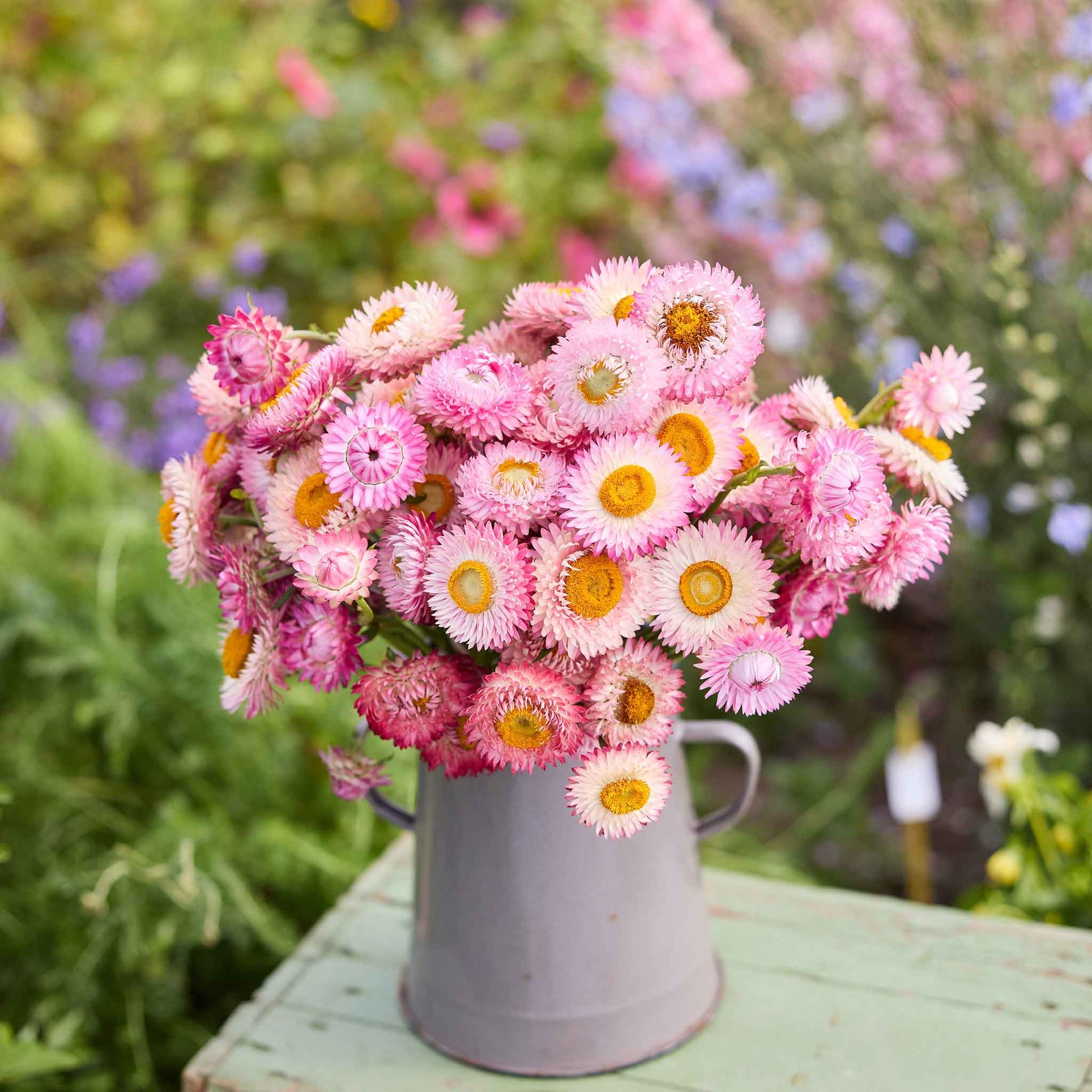 rose seeds bulk Bulk Strawflower Seeds - Bright Rose