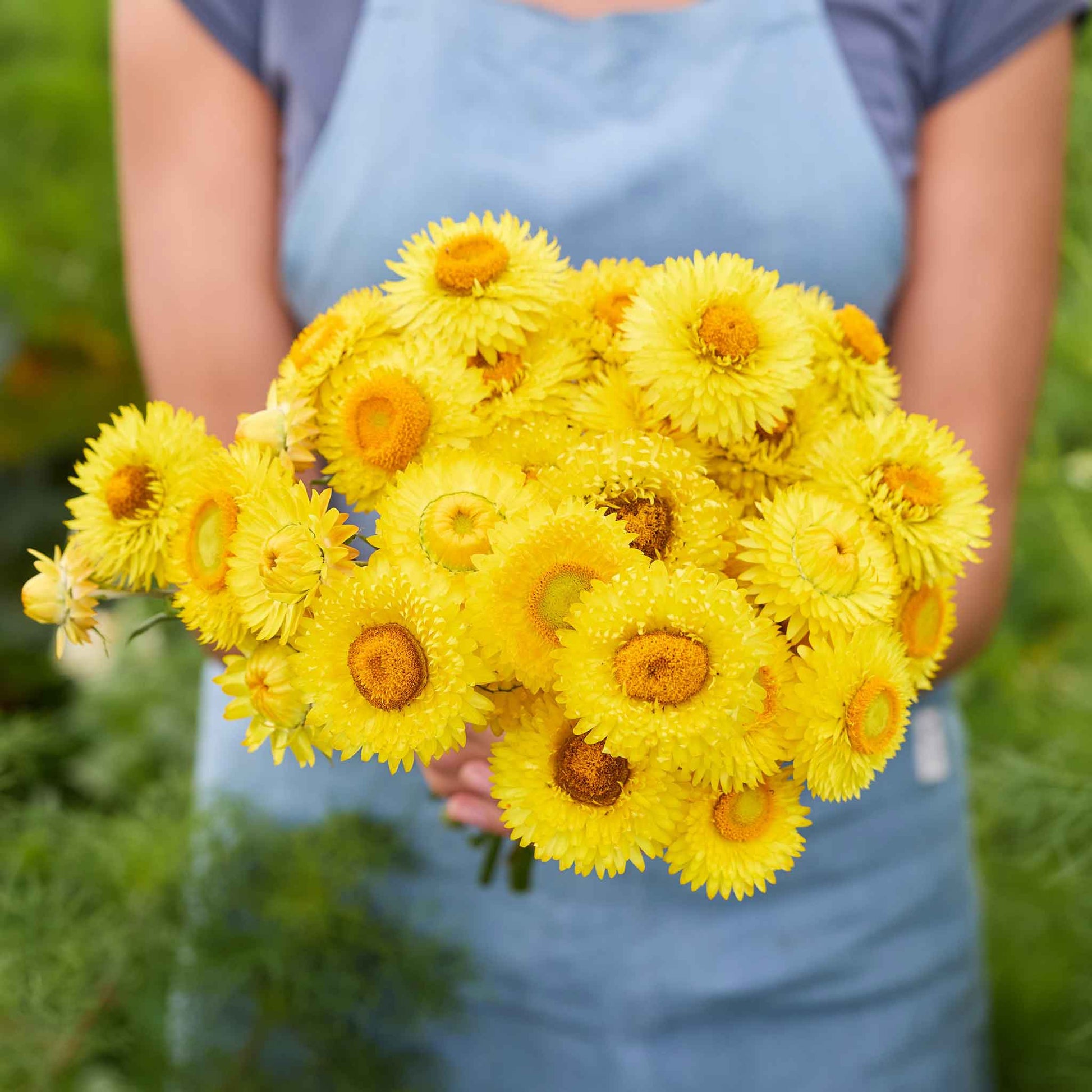 yellow flower seeds Bulk Strawflower Seeds