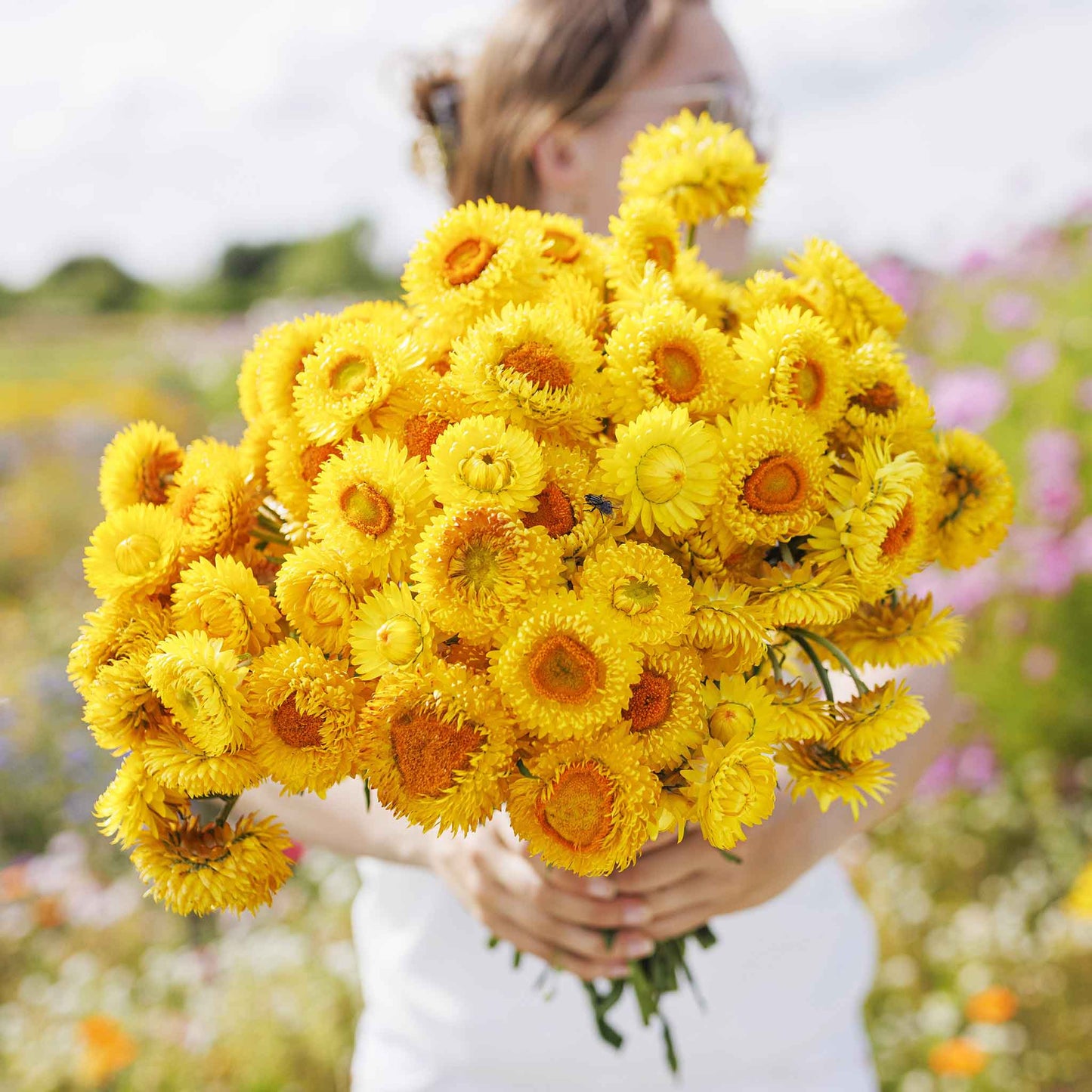 strawflower golden yellow