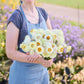 A person holding a bouquet of strawflower king size frosted sulphur in a garden setting.