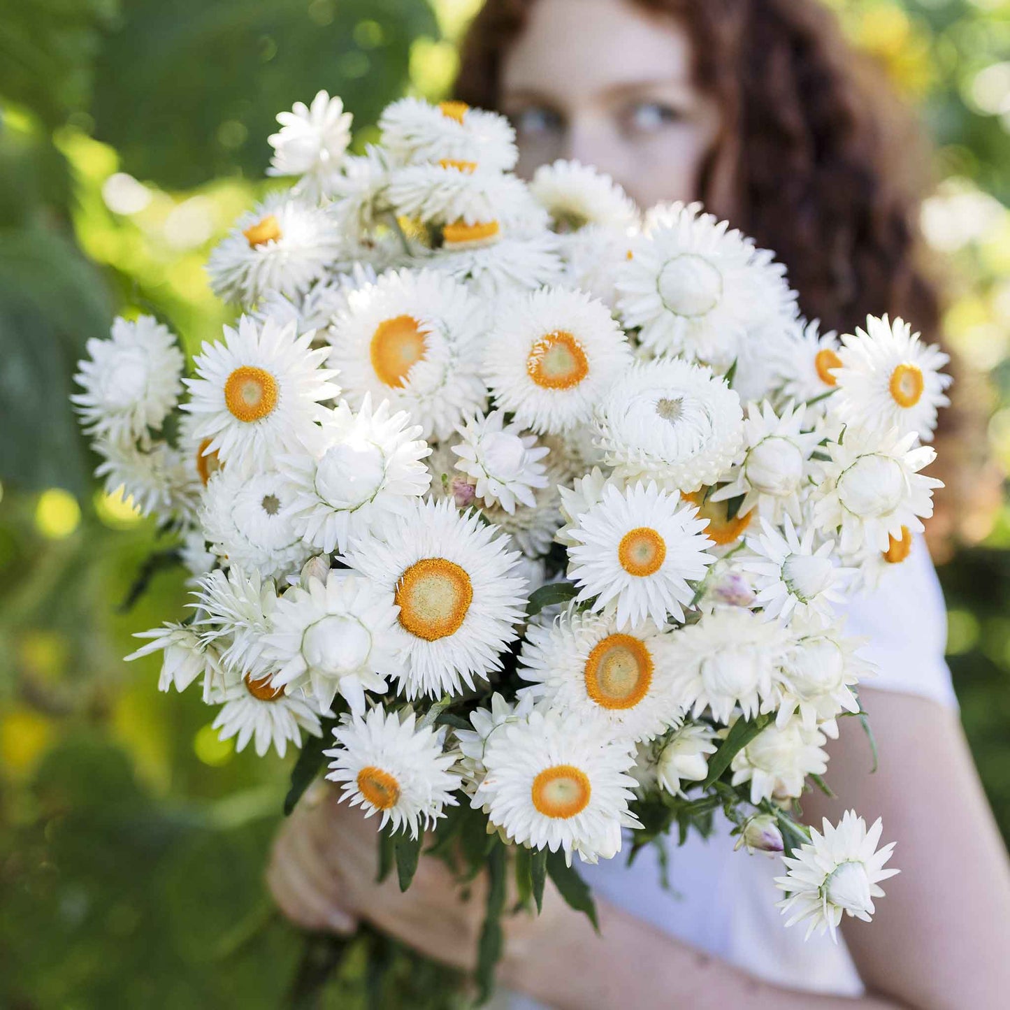 strawflower white