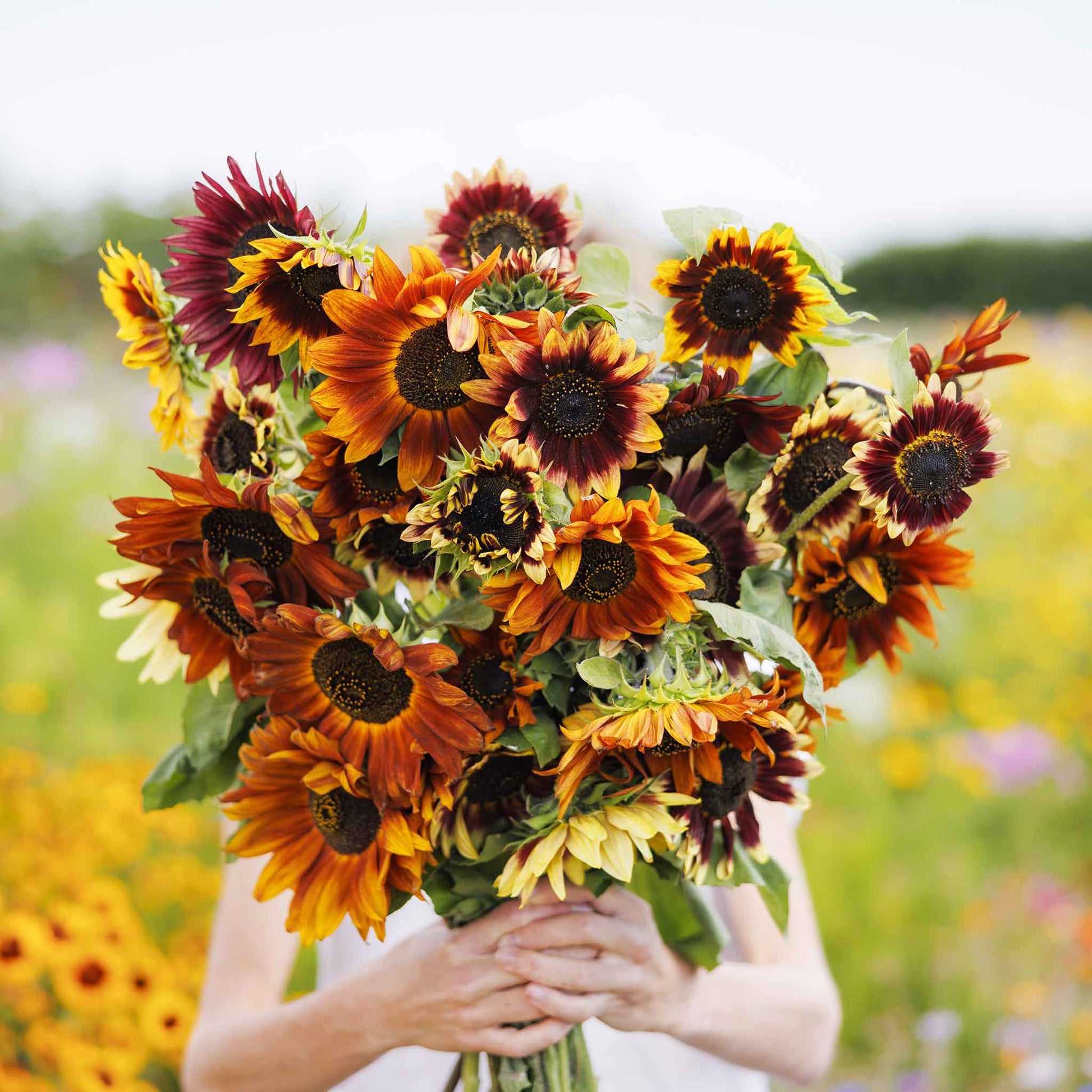 plant sunflower seeds in fall Bulk Sunflower Seeds - Autumn Beauty
