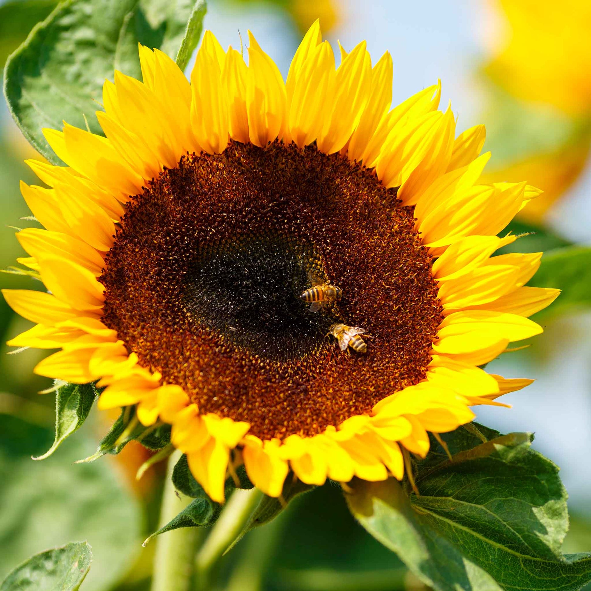sunflower seed plant Bulk Sunflower Seeds - Bambino