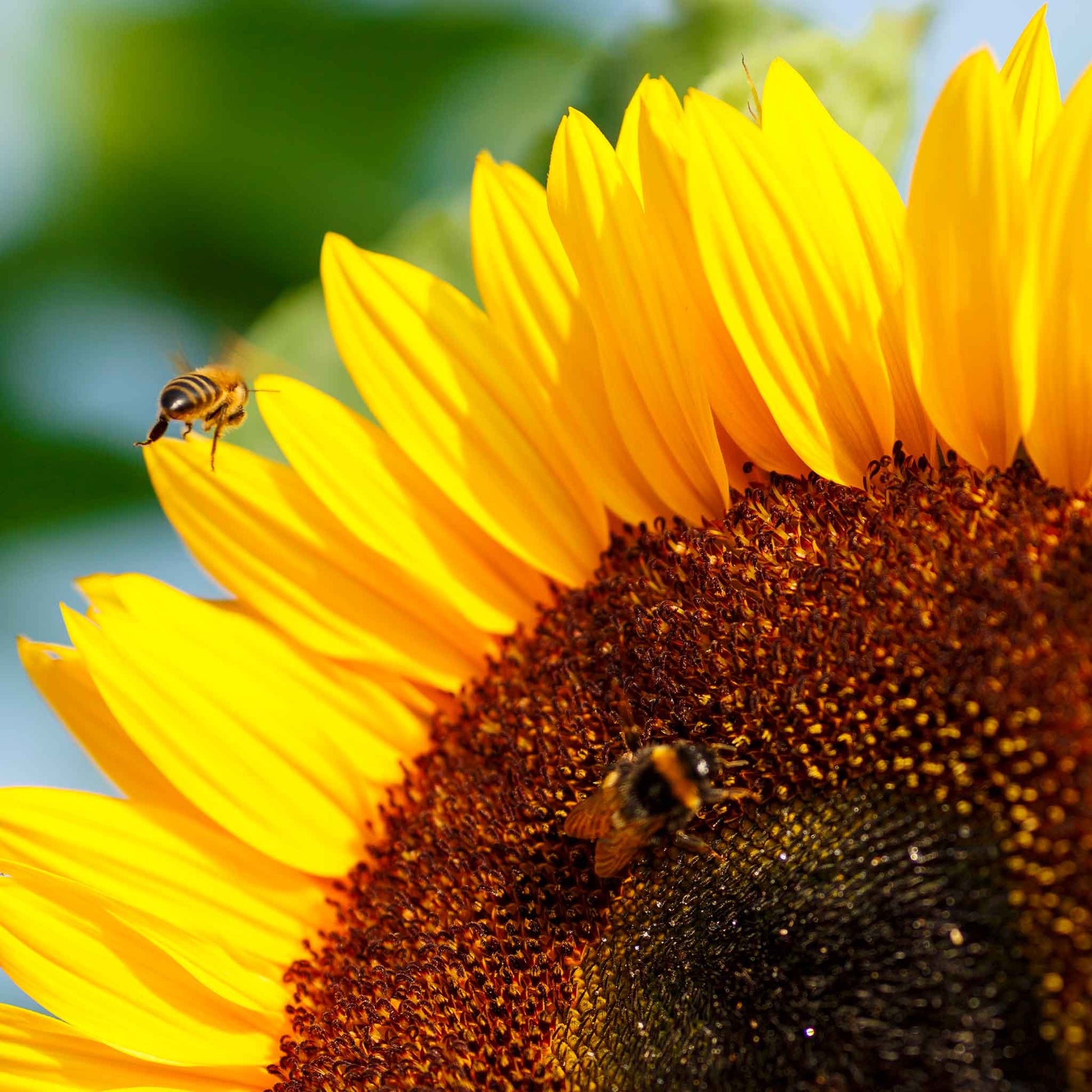 where to buy sunflower seeds to plant Bulk Sunflower Seeds - Bambino