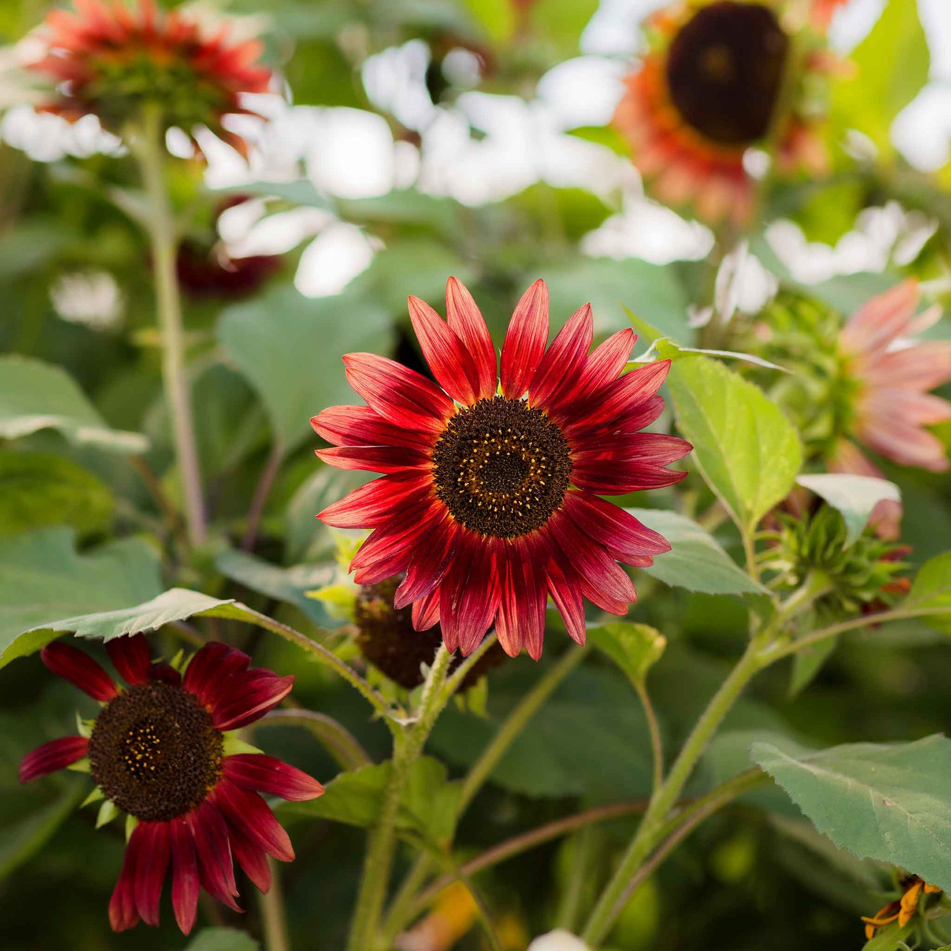 chocolate sunflower seeds to plant Bulk Sunflower Seeds