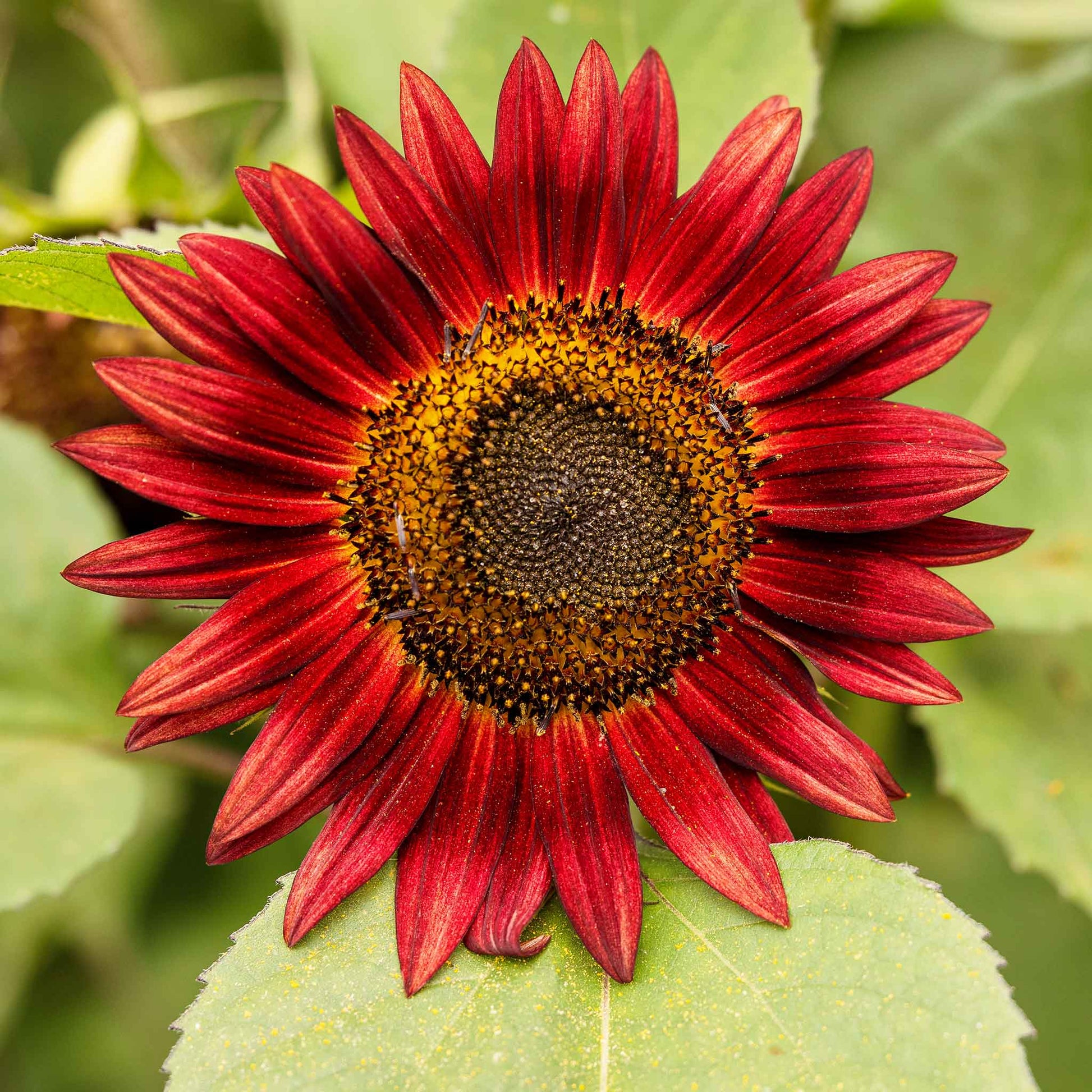 chocolate sunflower seeds to plant Bulk Sunflower Seeds