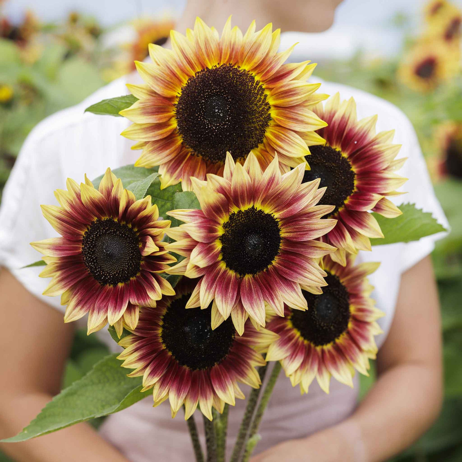 sunflower desert sun