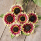 sunflower desert sun