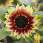 sunflower desert sun