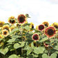 sunflower desert sun