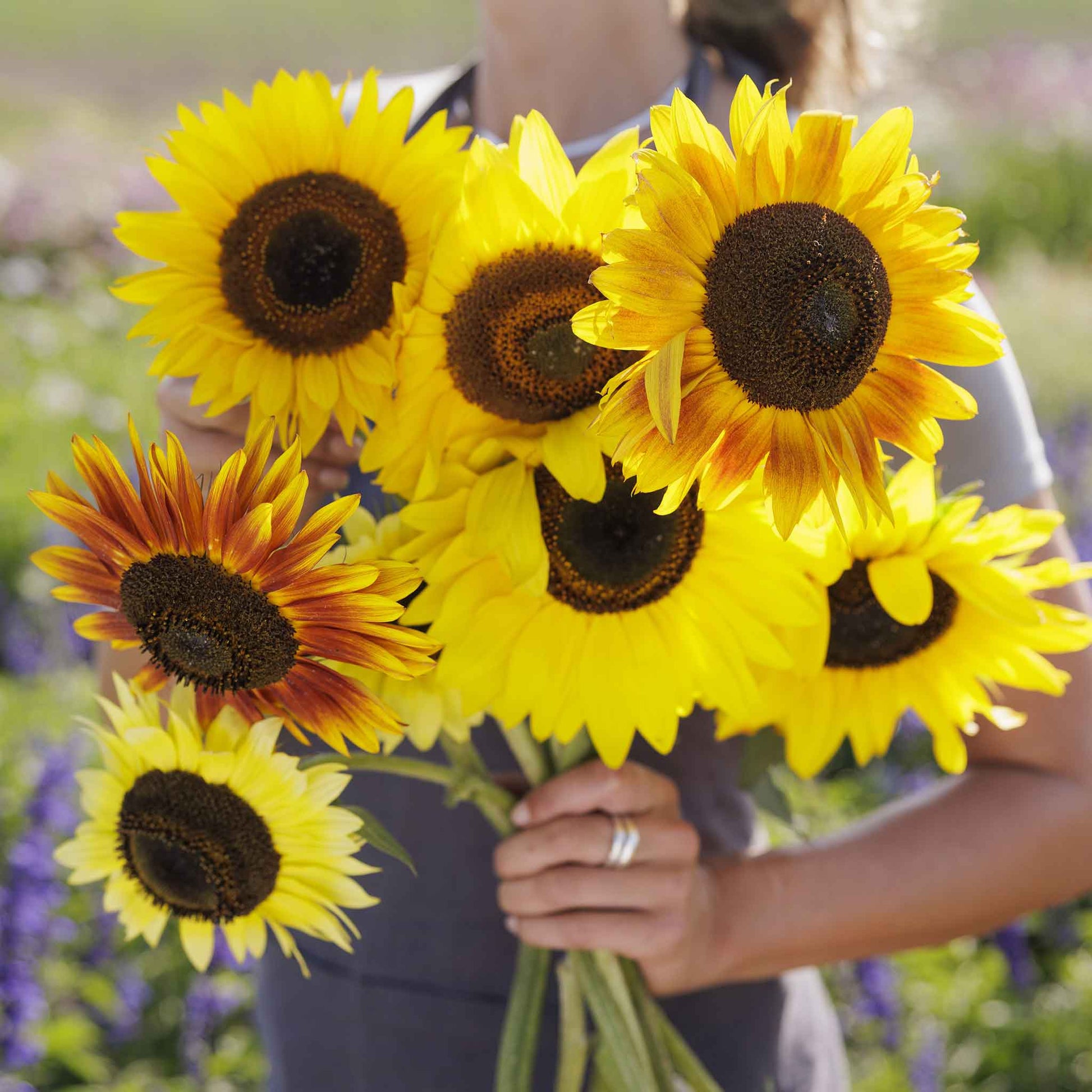 dwarf sunflower seeds for planting Bulk Sunflower Seeds - Distino Mix