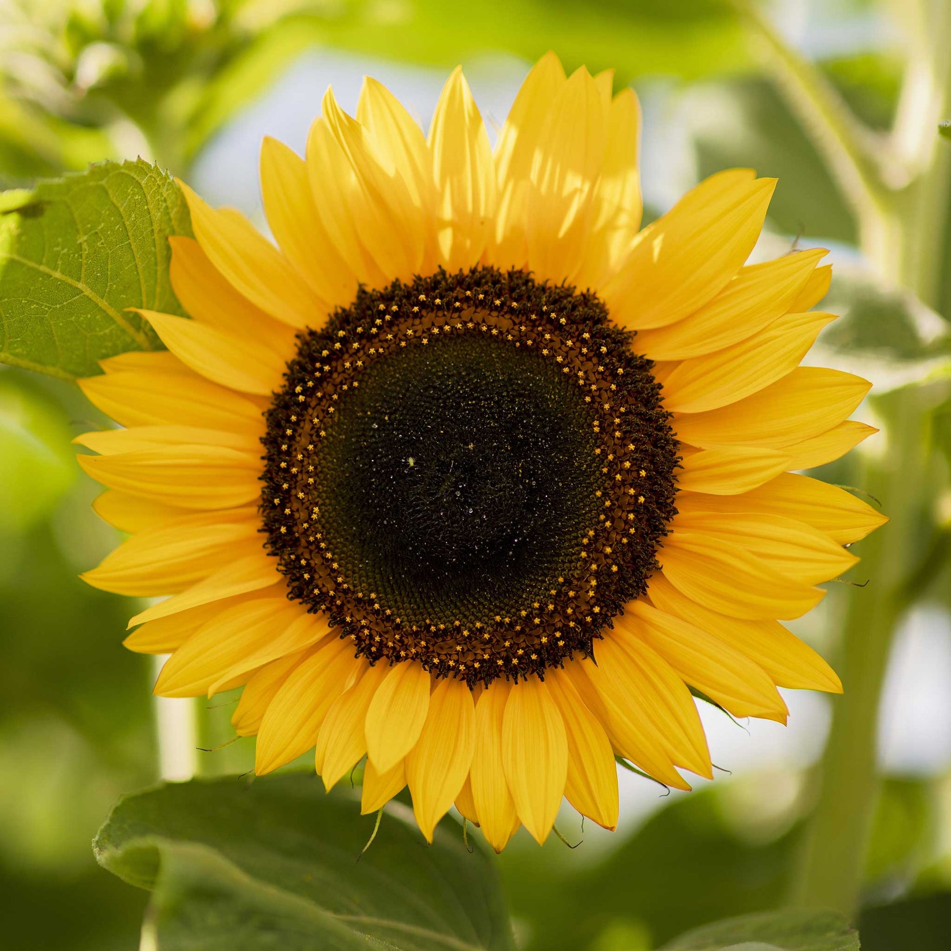 bulk sunflower seeds for planting near me Bulk Sunflower Seeds