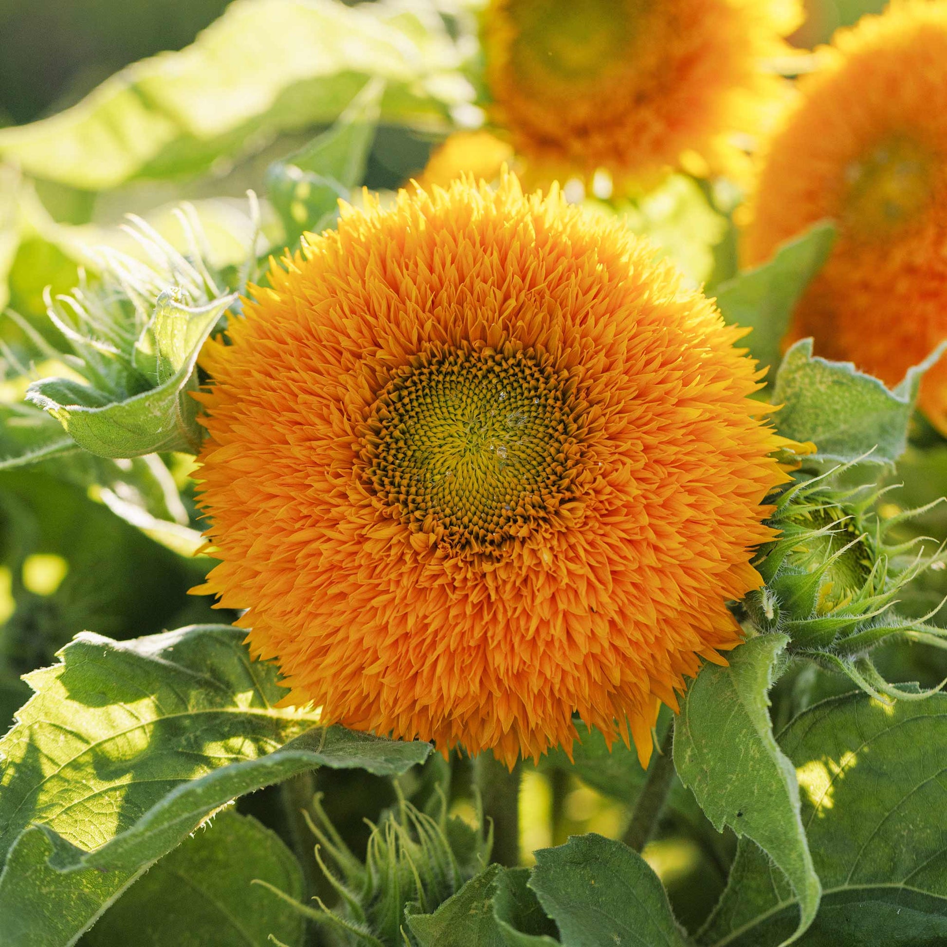 miniature flower seeds Bulk Sunflower Seeds
