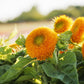 sunflower dwarf teddy bear