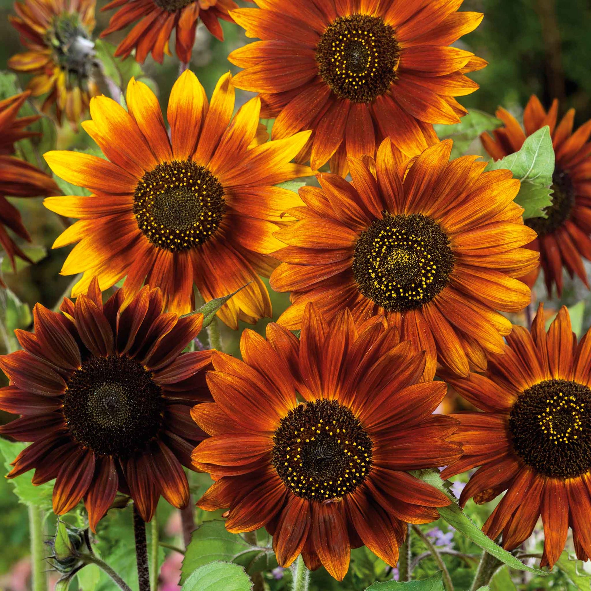 buy bulk sunflower seeds for planting Bulk Sunflower Seeds