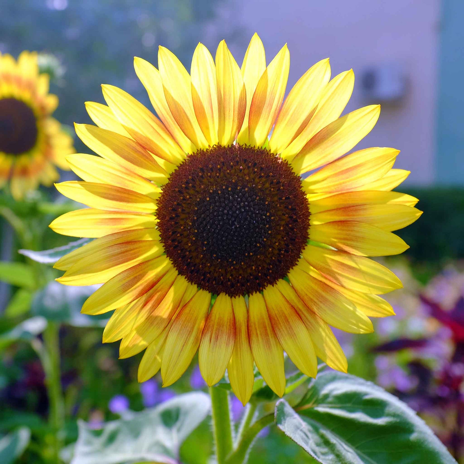 sunflower seed flower Bulk Sunflower Seeds