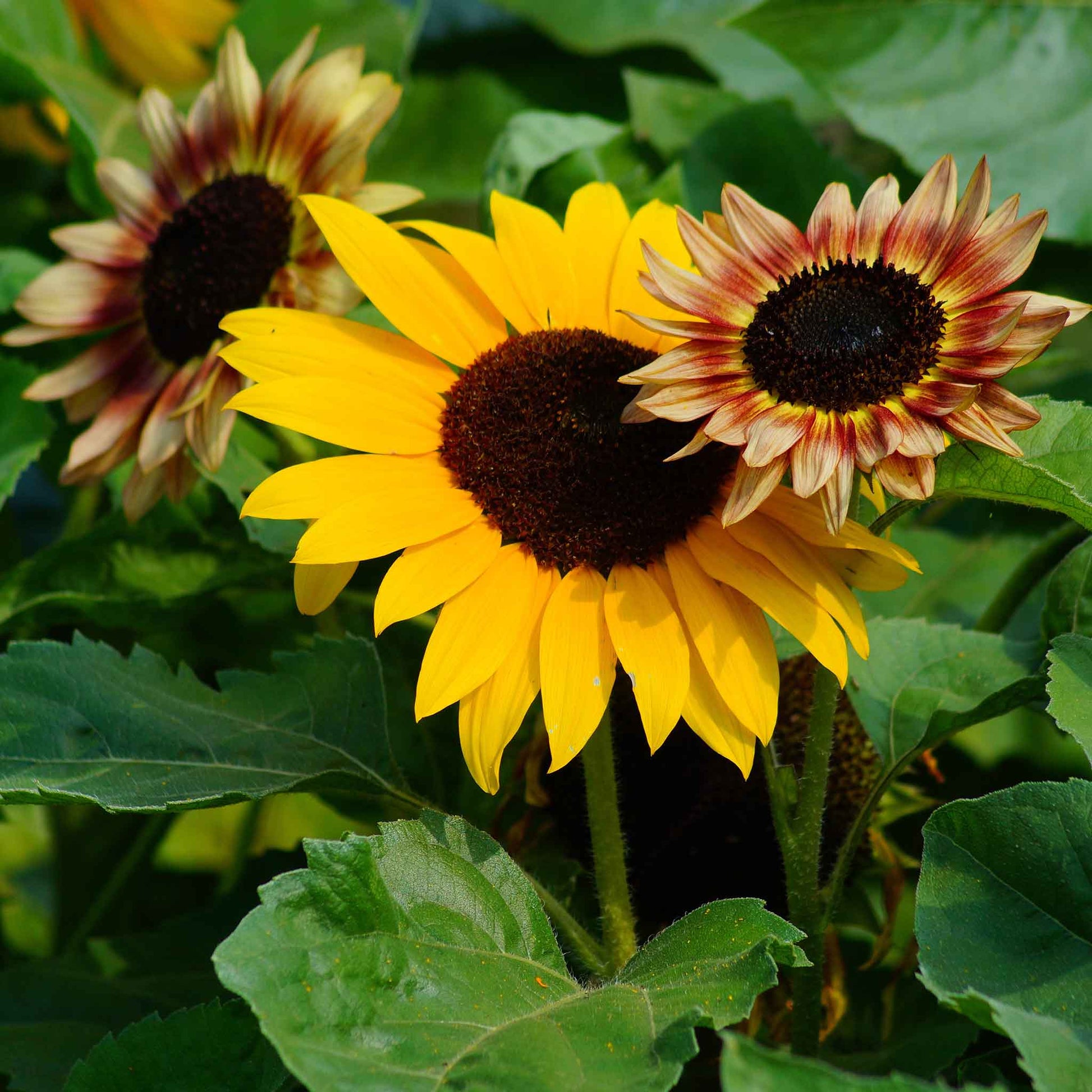 bulk sunflower seeds for planting uk Bulk Sunflower Seeds
