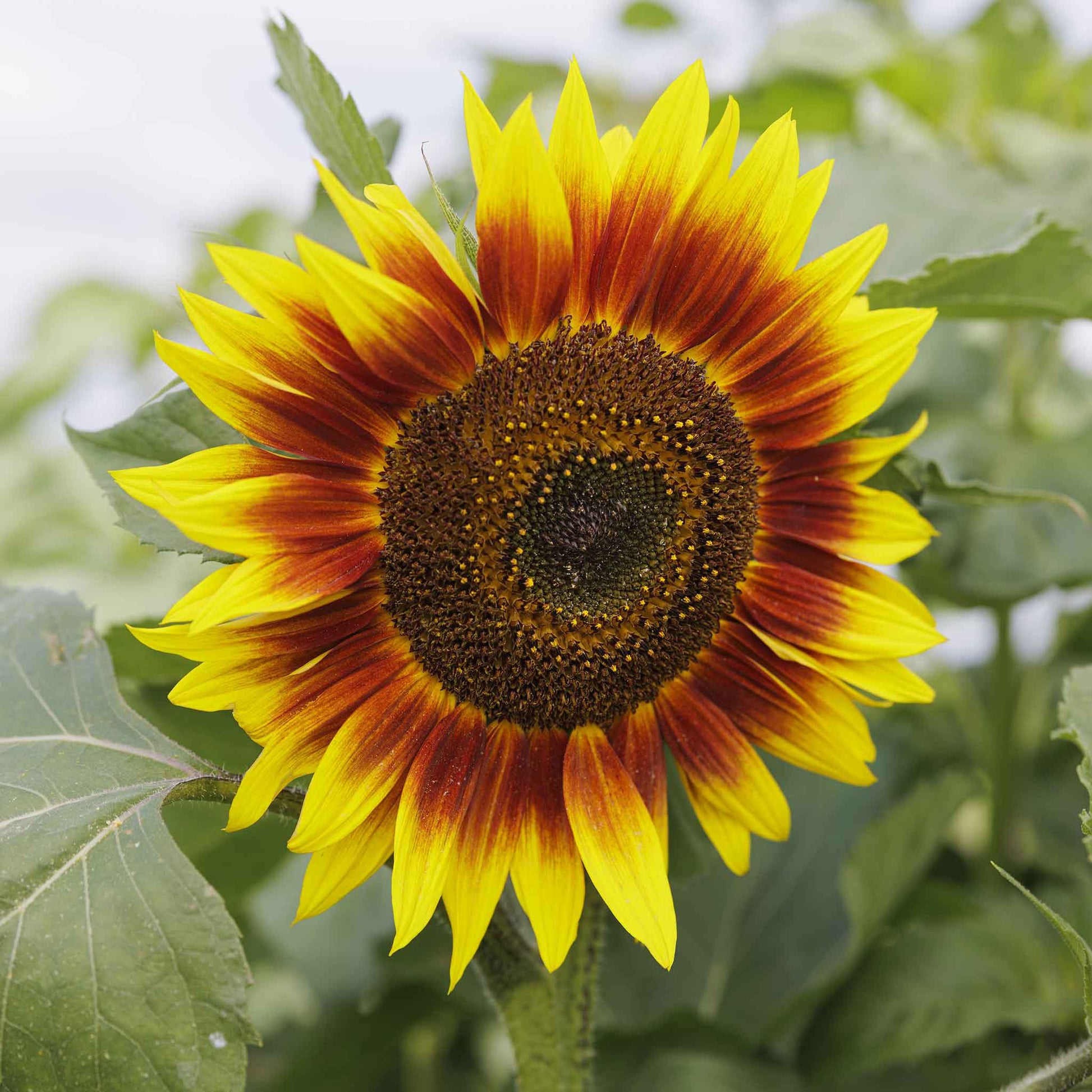 sunflower seed plant Bulk Sunflower Seeds
