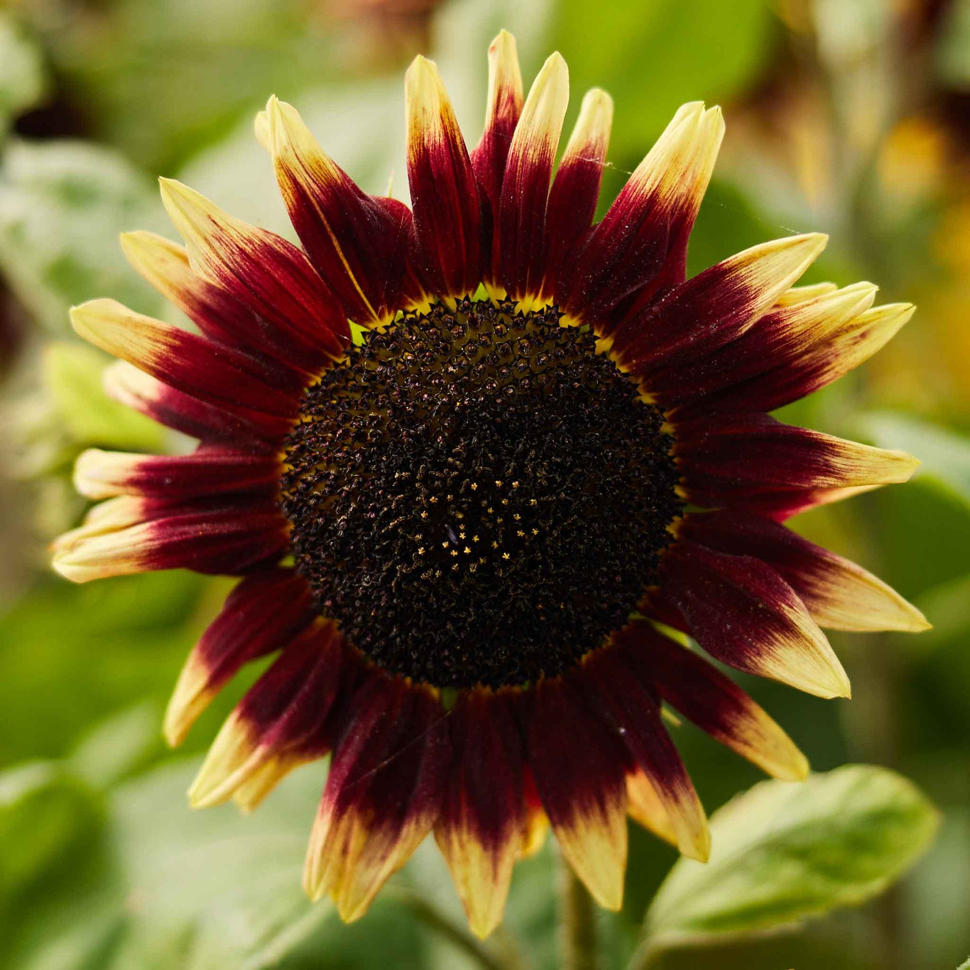 sunflower seeds in bulk for planting Bulk Sunflower Seeds