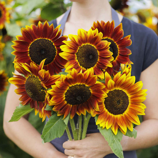 sunflower harlequin