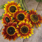 sunflower harlequin