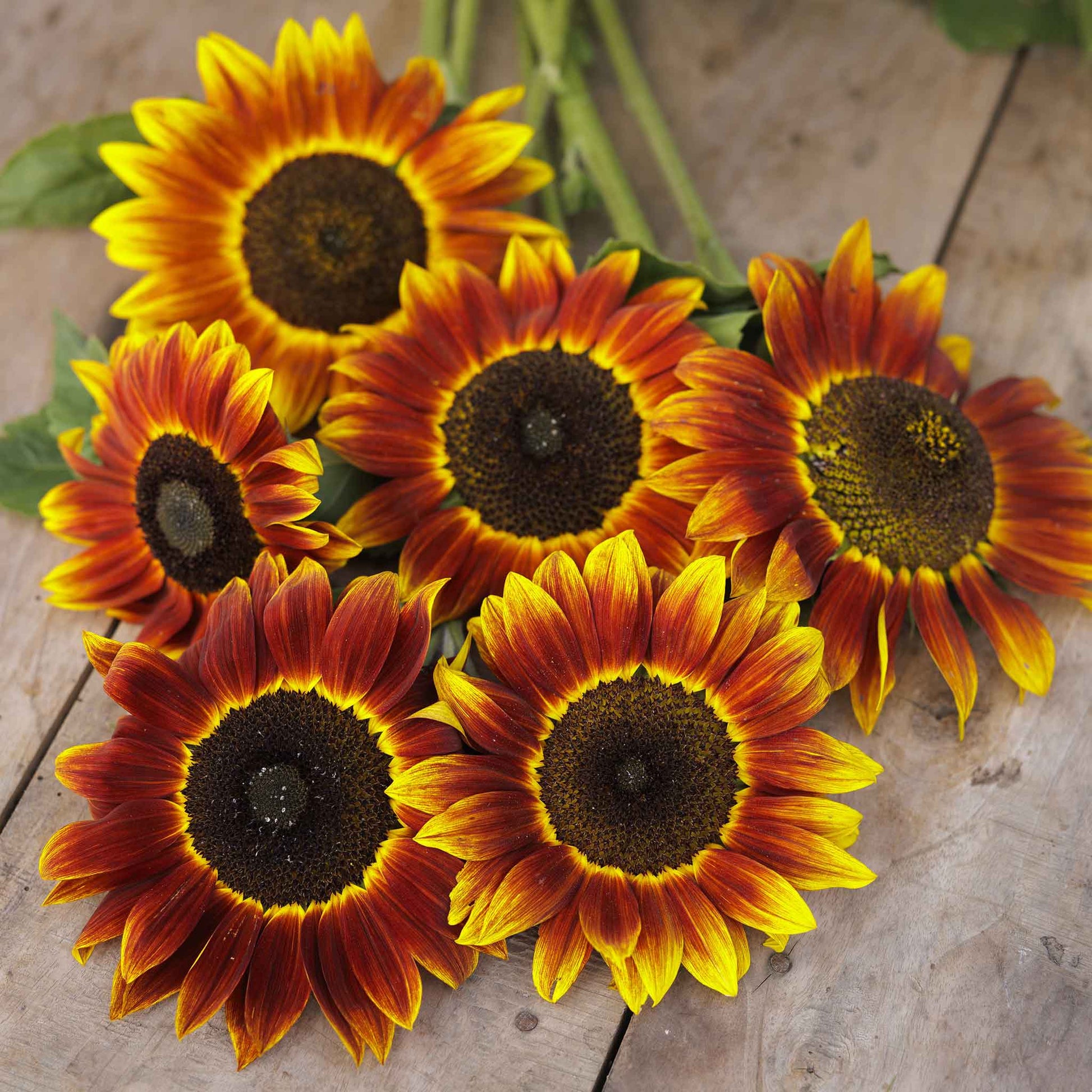 sunflower harlequin