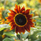 sunflower harlequin