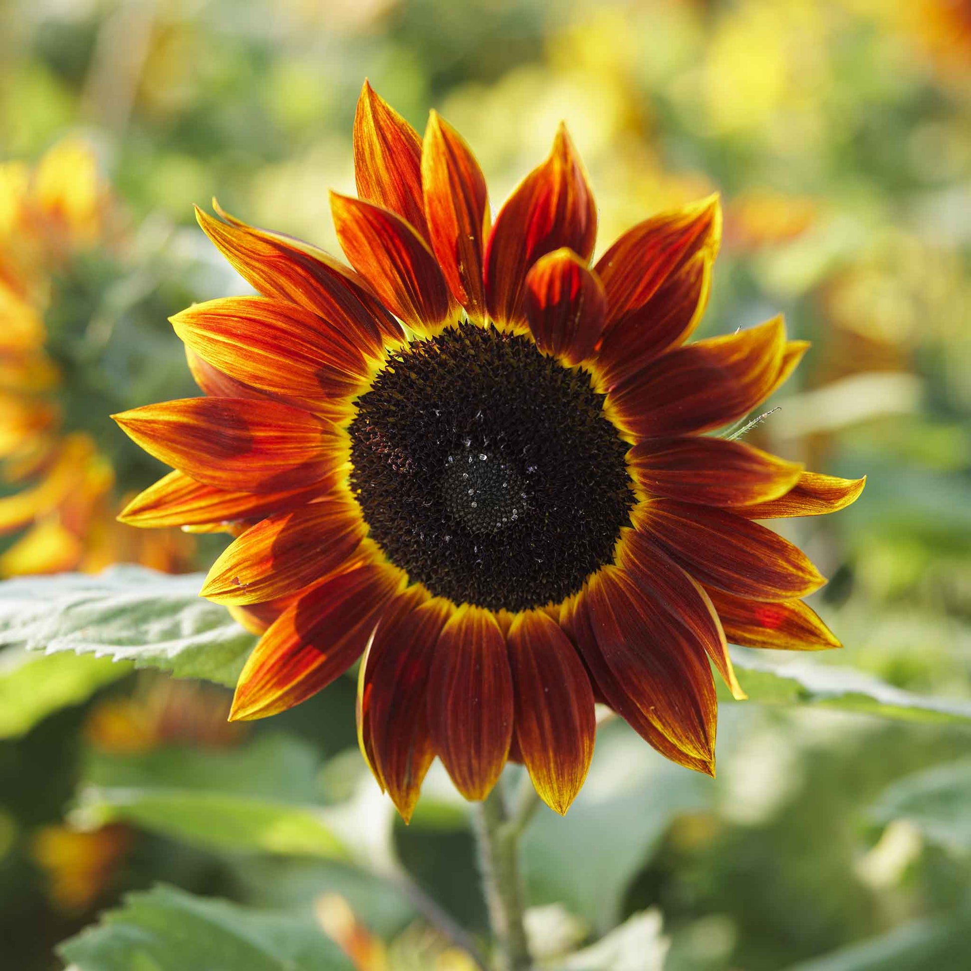 sunflower harlequin
