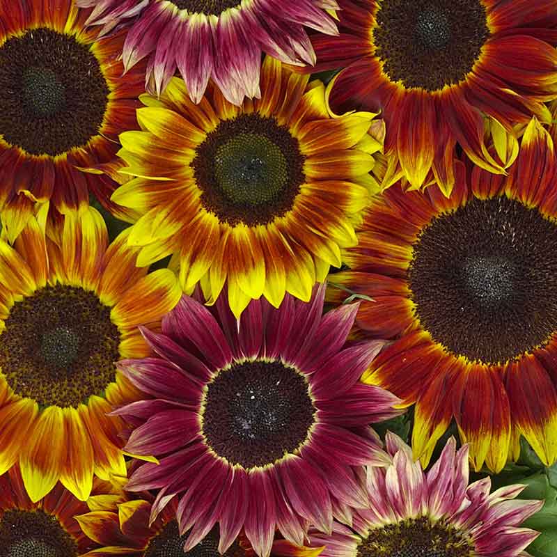 sunflower harlequin