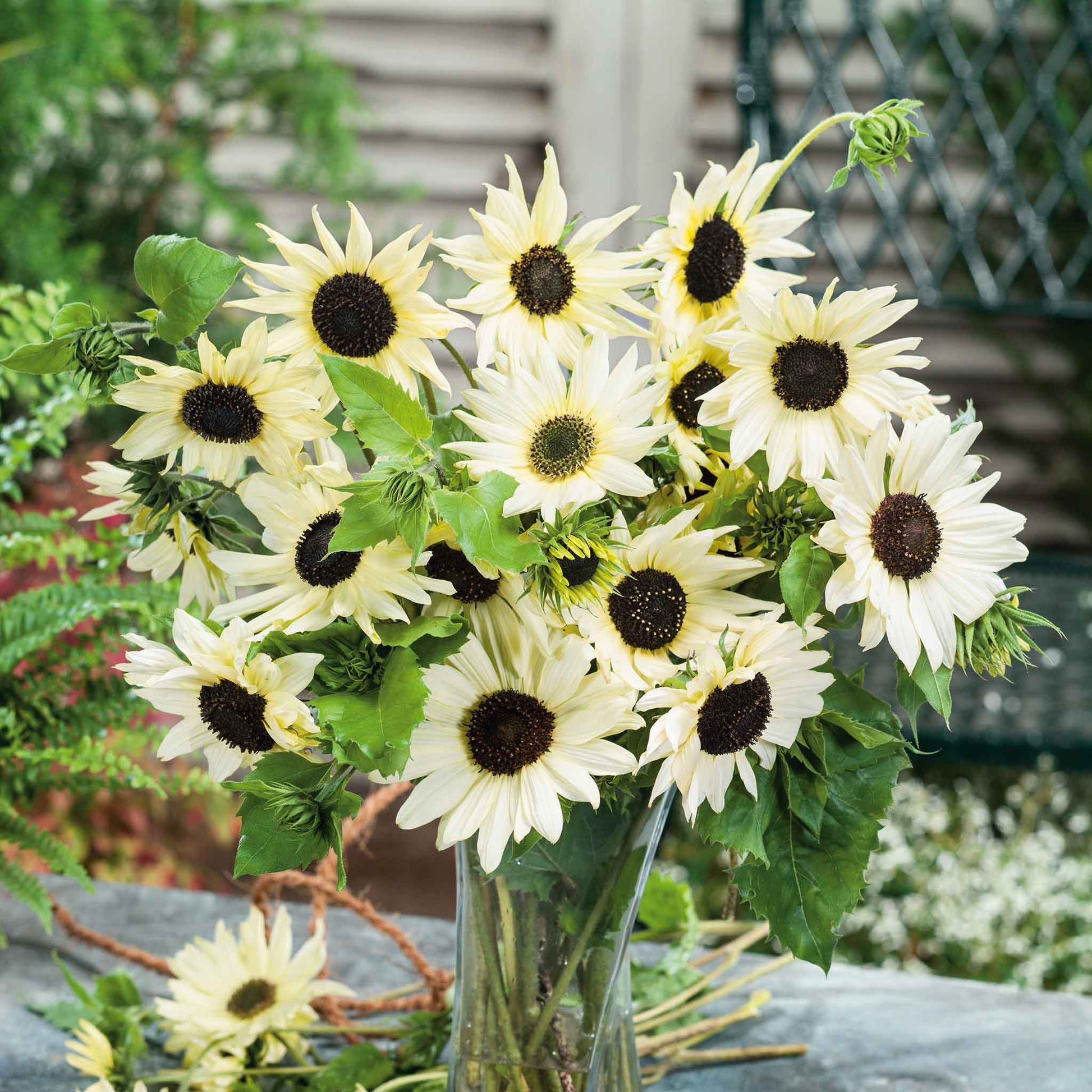 sunflower seeds flower Bulk Sunflower Seeds