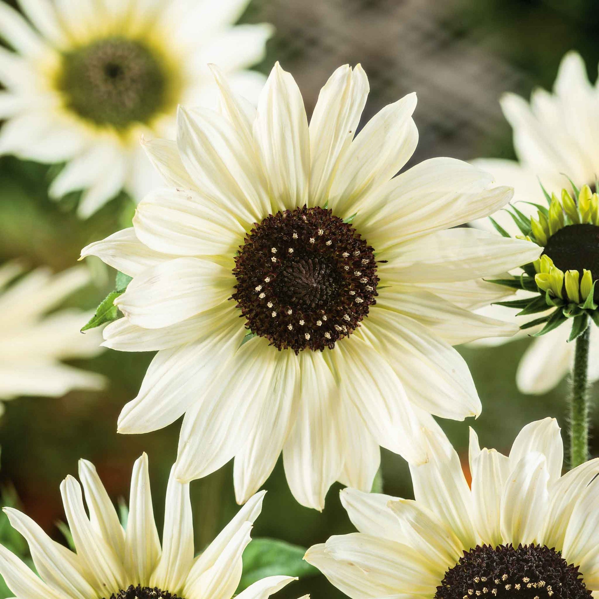 white sunflower seeds for planting Bulk Sunflower Seeds