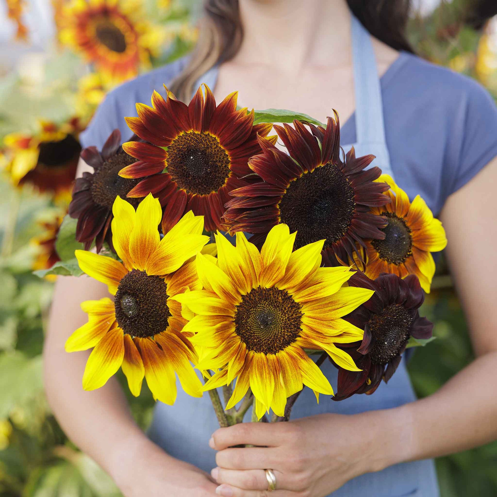 sunflower magic roundabout
