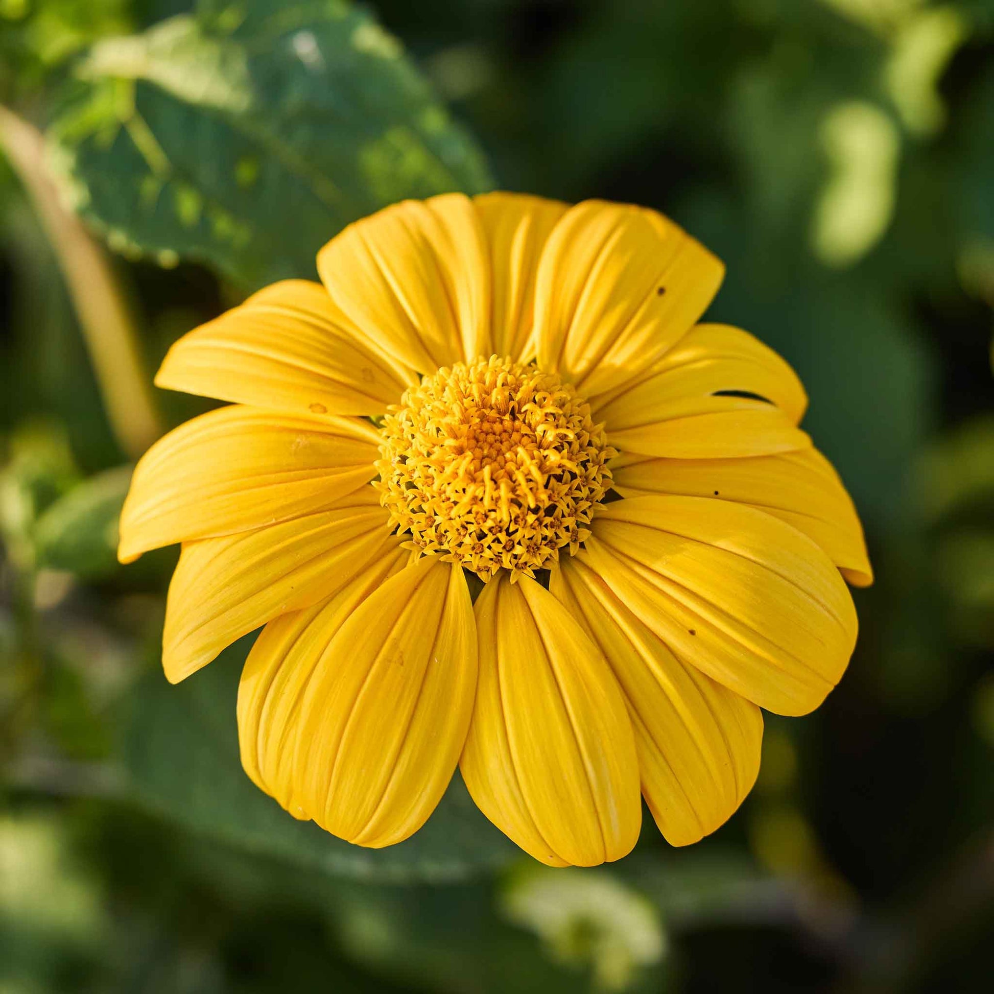 where to find torch flower seeds Mexican Sunflower Seeds - Torch | Flower Seeds in Packets & Bulk