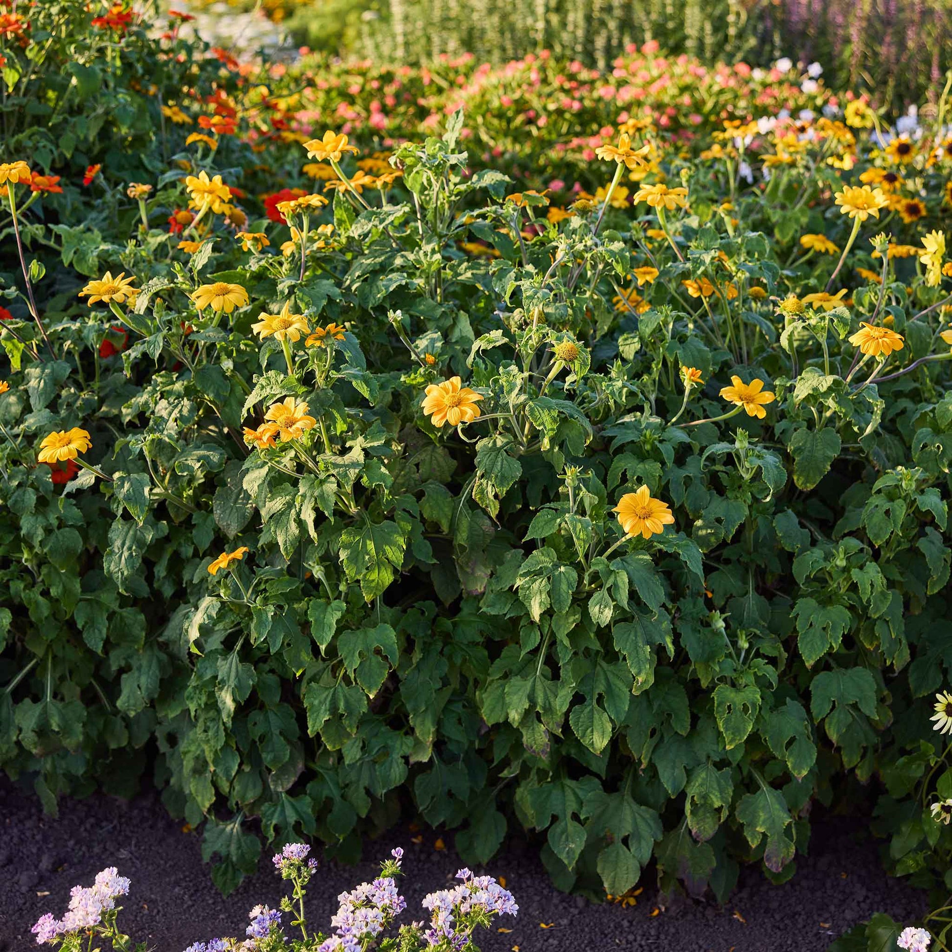 mexican sunflower seed planting Mexican Sunflower Seeds - Torch | Flower Seeds in Packets & Bulk
