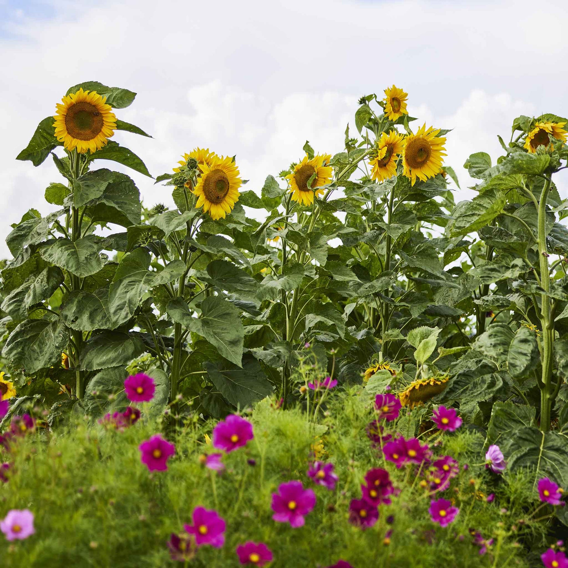 sunflower seeds for field planting Bulk Sunflower Seeds