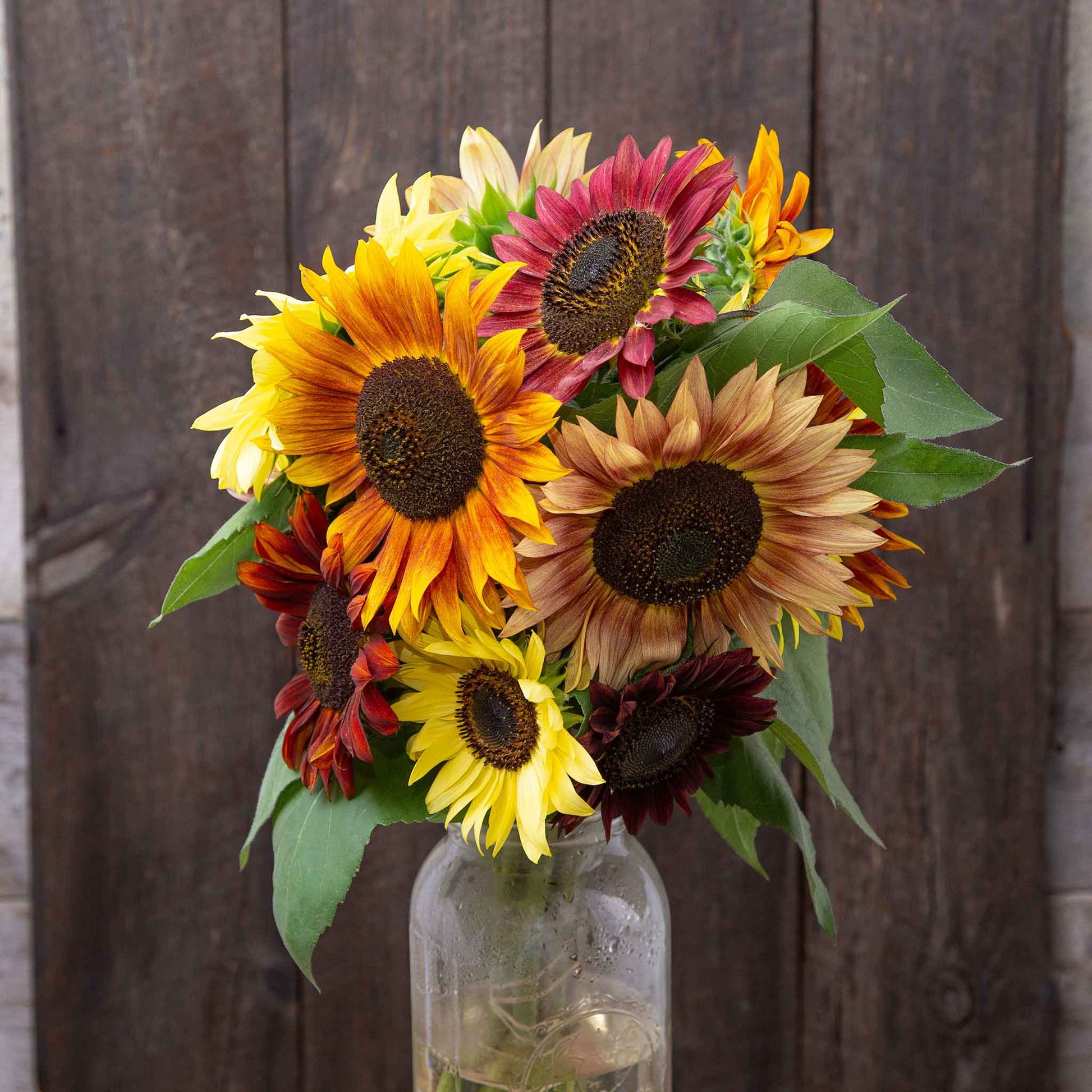 free sunflower seeds to plant Bulk Sunflower Seeds (Organic) - Fireworks Blend